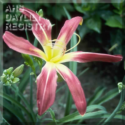 Daylily Gadsden Goliath